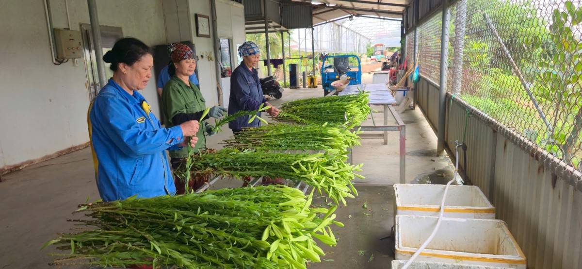 Hiệp hội DNNVV Hải Phòng: Đẩy mạnh xúc tiến thương mại và lan toả các mô hình kinh doanh tiêu biểu