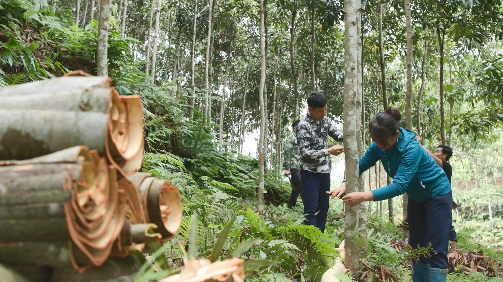 Tân Hợp bám sát Nghị quyết 21/NQ-HĐND tỉnh Lào Cai, bứt phá kinh tế - xã hội vùng cao