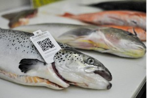 Triển khai eCDT còn chậm: Bộ yêu cầu tăng tốc truy xuất nguồn gốc thủy sản khai thác