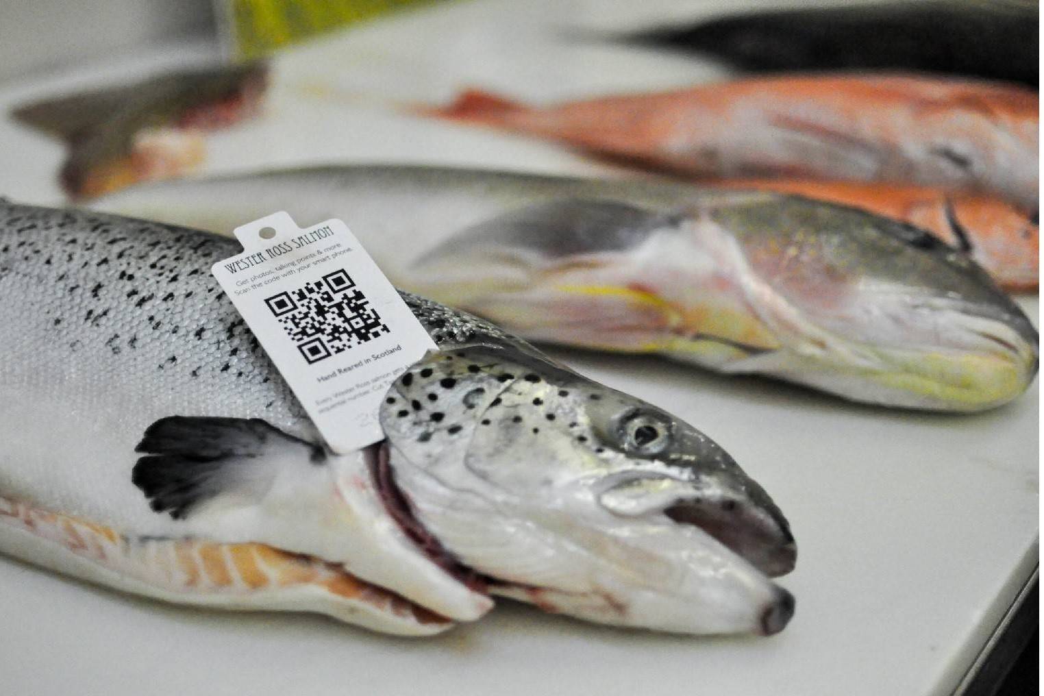 Triển khai eCDT còn chậm: Bộ yêu cầu tăng tốc truy xuất nguồn gốc thủy sản khai thác