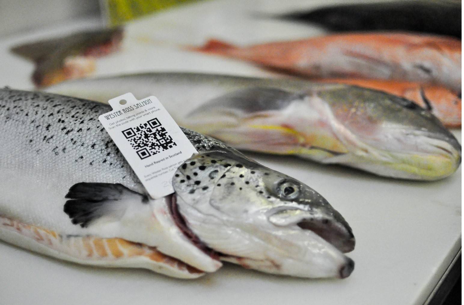 Triển khai eCDT còn chậm: Bộ yêu cầu tăng tốc truy xuất nguồn gốc thủy sản khai thác