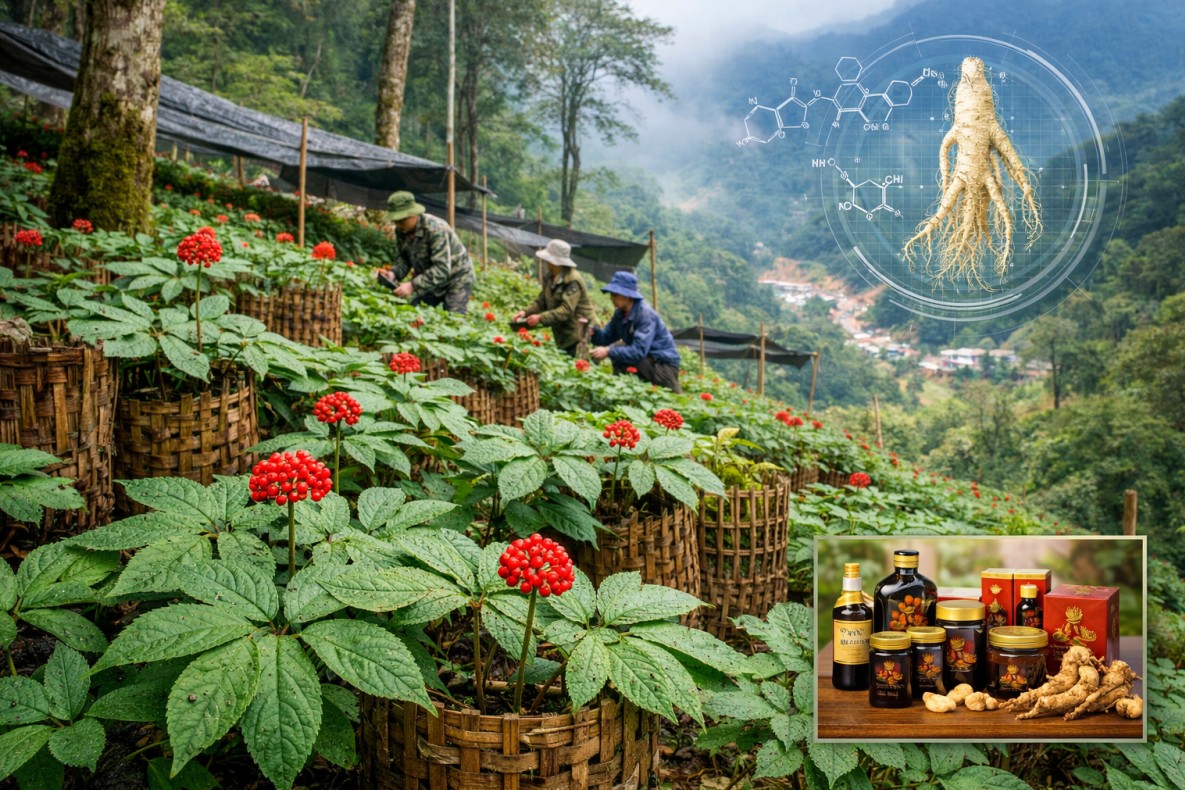 Đà Nẵng muốn biến sâm Ngọc Linh thành trụ cột công nghiệp dược liệu