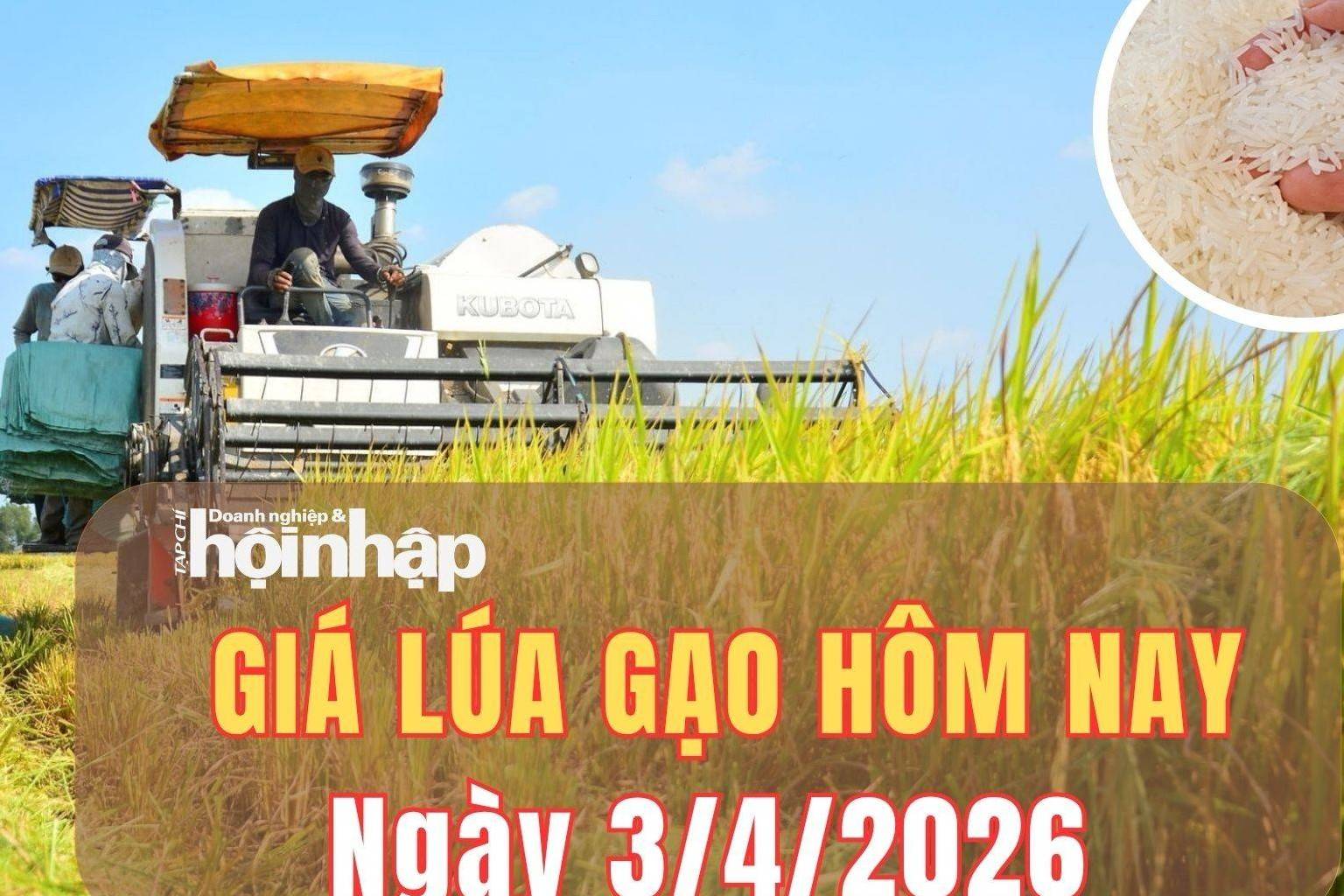 Giá lúa gạo hôm nay 3/4/2026: Giá lúa nhích nhẹ, gạo xuất khẩu bật tăng