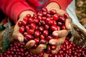 Trước áp lực nguồn cung cà phê Brazil tăng mạnh, cơ hội nào cho thị trường cà phê Việt?