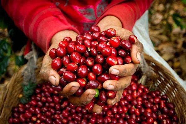 Trước áp lực nguồn cung cà phê Brazil tăng mạnh, cơ hội nào cho thị trường cà phê Việt? - Tạp chí Doanh nghiệp và Hội nhập
