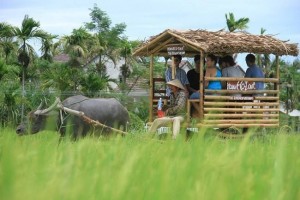 Du lịch nông thôn: Từ xe trâu Đường Lâm đến cú hích đánh thức giá trị làng quê