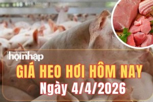 Giá heo hơi hôm nay 4/4/2026: Giá heo hơi tiếp tục tăng, miền Nam chạm đỉnh 68.000 đồng/kg
