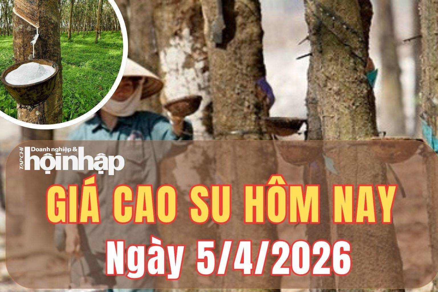 Giá cao su hôm nay 5/4/2026: Giá cao su trong nước “án binh” giữ giá, thế giới trái chiều
