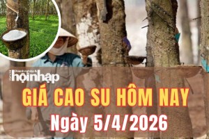 Giá cao su hôm nay 5/4/2026: Giá cao su trong nước “án binh” giữ giá, thế giới trái chiều
