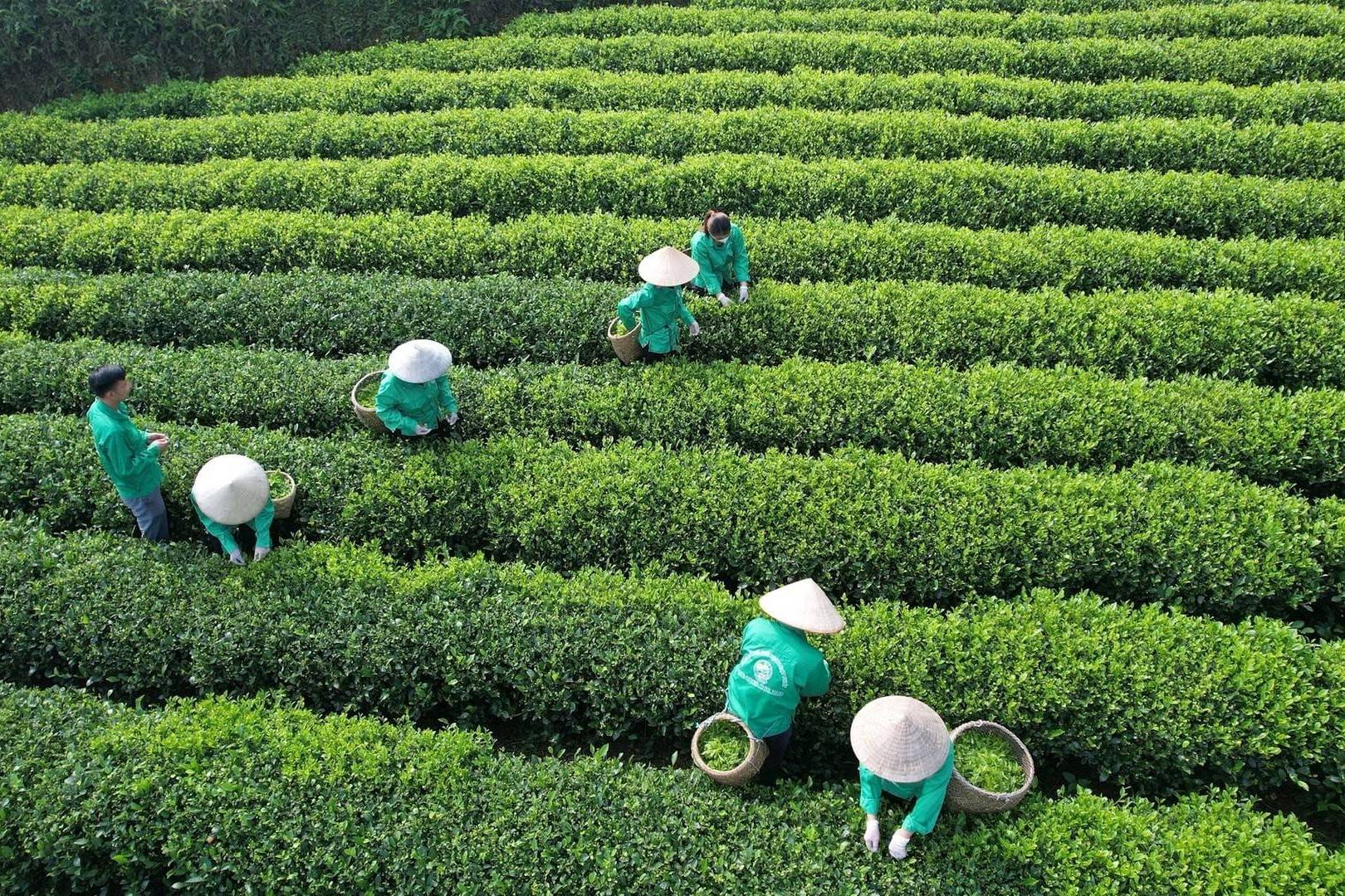 Làm mới “tam nông”: Chính phủ đặt mục tiêu nâng tầm nông nghiệp Việt đến 2030