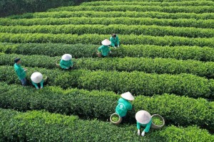 Làm mới “tam nông”: Chính phủ đặt mục tiêu nâng tầm nông nghiệp Việt đến 2030