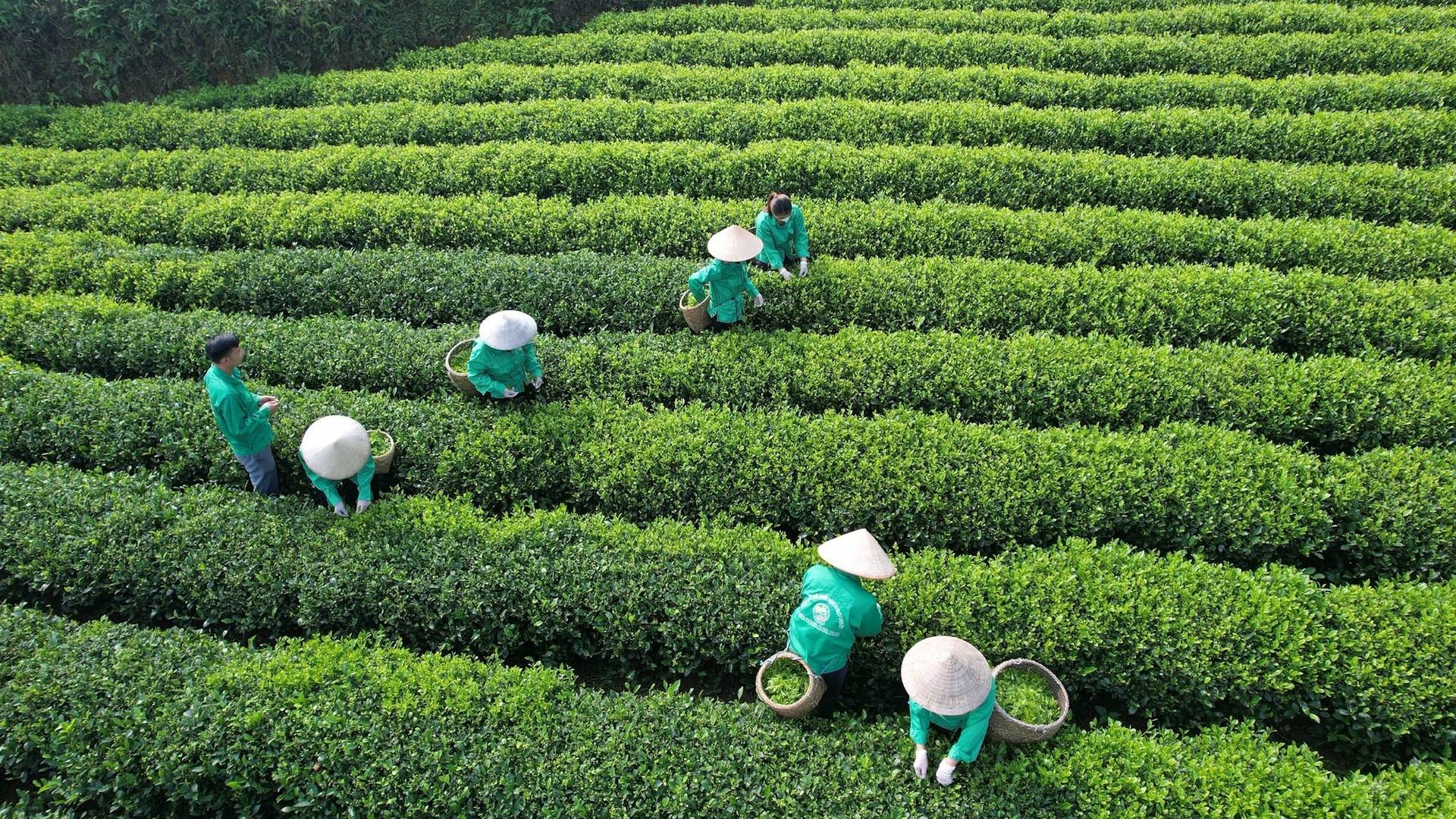 Làm mới “tam nông”: Chính phủ đặt mục tiêu nâng tầm nông nghiệp Việt đến 2030