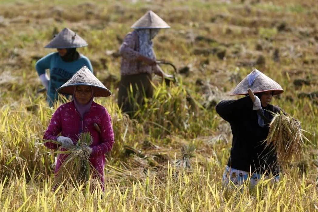 Xung đột Trung Đông làm dấy lên lo ngại khủng hoảng lương thực toàn cầu