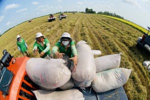 Philippines điều tra tự vệ gạo nhập khẩu: Doanh nghiệp Việt chủ động ứng phó, giữ vững thị trường xuất khẩu