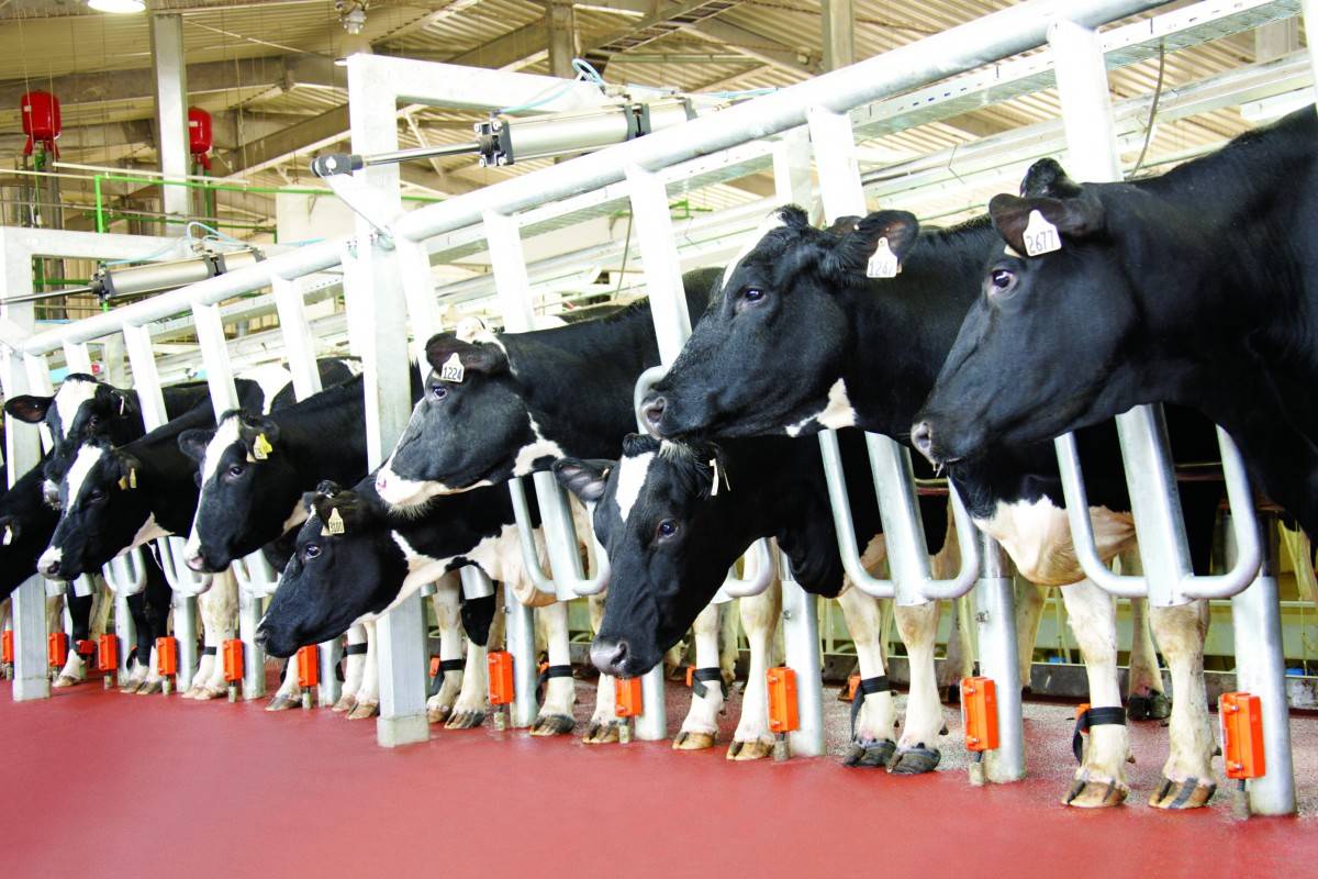 Nhà máy chế biến thực phẩm sạch TH Bình Dương: “Người nội trợ tử tế” góp phần chăm sóc sức khỏe nhân dân