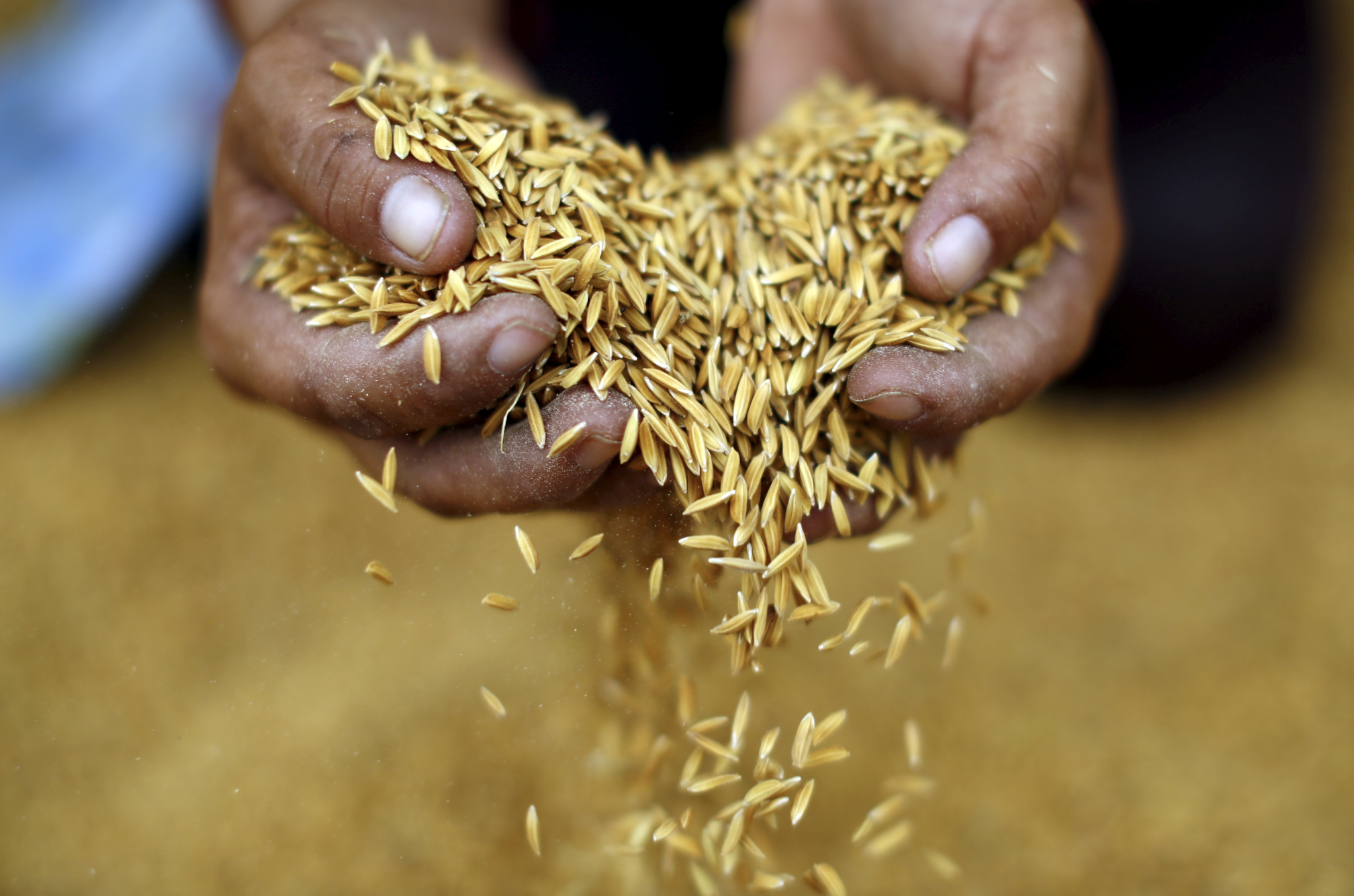 Nguồn cung lương thực toàn cầu dồi dào: Sản lượng ngũ cốc lập kỷ lục mới trong niên vụ 2025/26