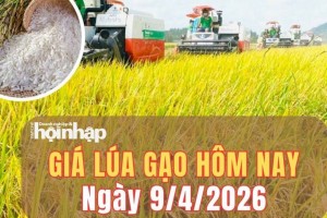 Giá lúa gạo hôm nay 9/4/2026: Giá lúa tăng, gạo nguyên liệu ổn định