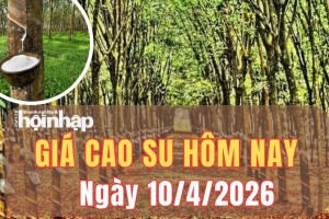 Giá cao su hôm nay 10/4/2026: Giá cao su trong nước “đứng im”, thế giới tiếp tục trái ngược giữa các sàn