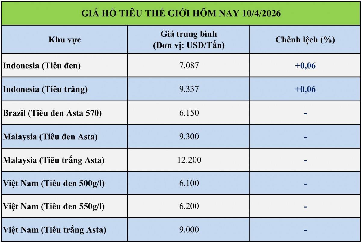 Giá tiêu hôm nay 9/4/2026: Giá xuất khẩu tăng vọt trong khi nội địa giảm nhẹ
