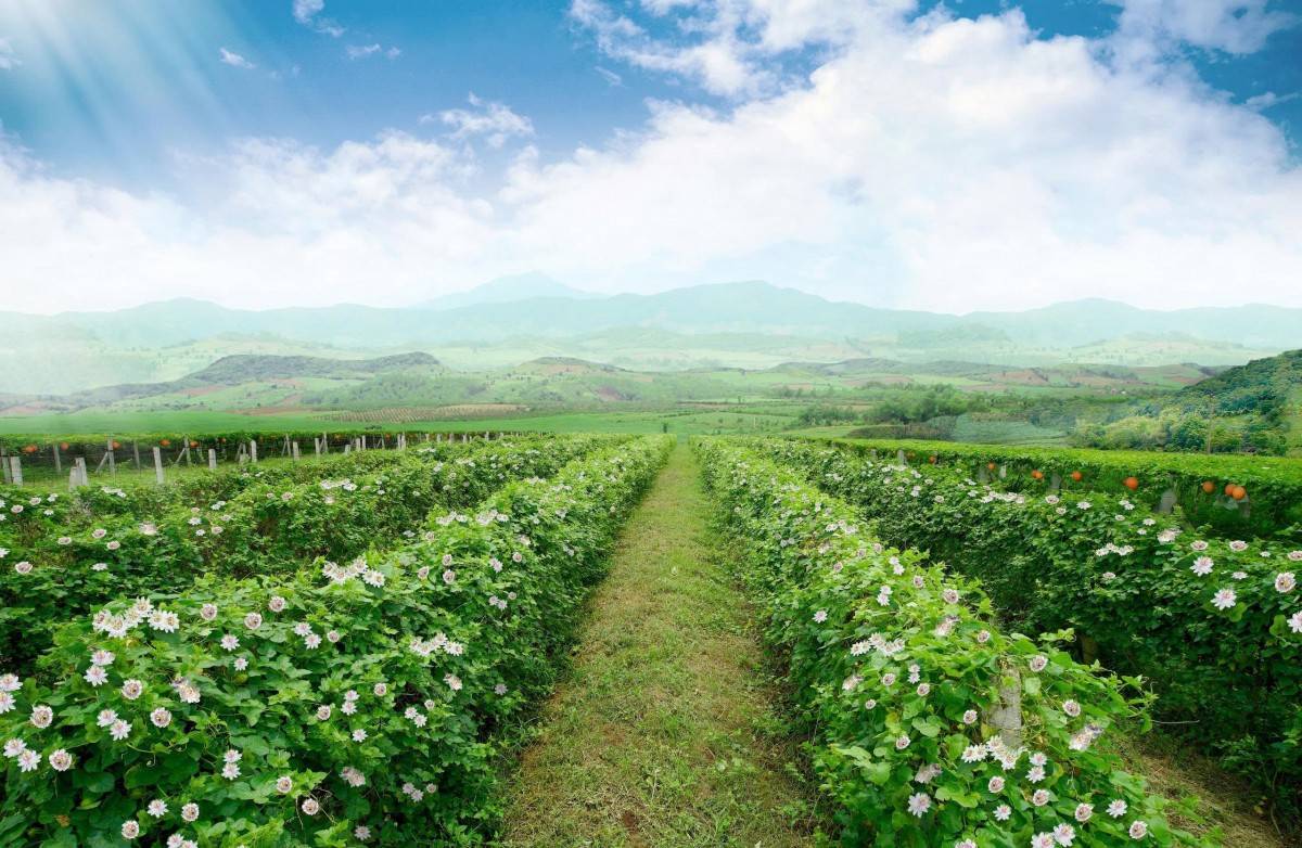 Tập đoàn TH chia sẻ về chuỗi giá trị dược liệu là “tài sản sức khỏe” của quốc gia