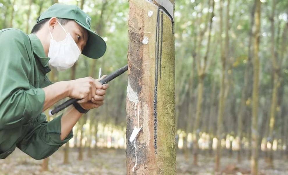 Giá cao su thế giới tăng nhẹ trên các sàn lớn, trong khi doanh nghiệp trong nước vẫn giữ nguyên mặt bằng thu mua.