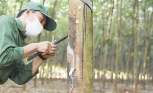 Giá cao su 11/4: Tocom và SHFE cùng nhích lên, doanh nghiệp trong nước vẫn đứng giá