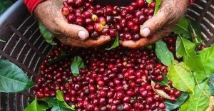 Giá cà phê hôm nay: Tây Nguyên giảm 300 - 400 đồng/kg, lực mua thế giới chưa đủ mạnh