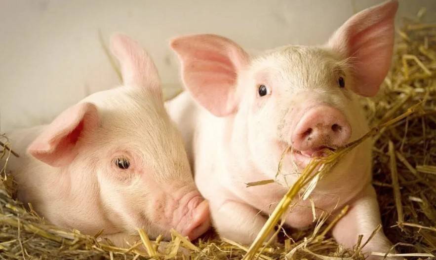 Giá heo hơi hôm nay 12/4/2026: Miền Nam nhích tăng, miền Bắc và miền Trung giảm