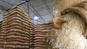 Giá lúa gạo hôm nay 12/4/2026: Đồng bằng sông Cửu Long ổn định, giao dịch chậm