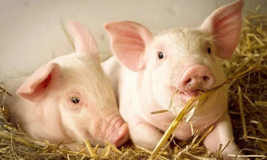 Sau chuỗi ngày đi ngang, giá heo hơi tại miền Bắc và miền Trung - Tây Nguyên bắt đầu giảm.