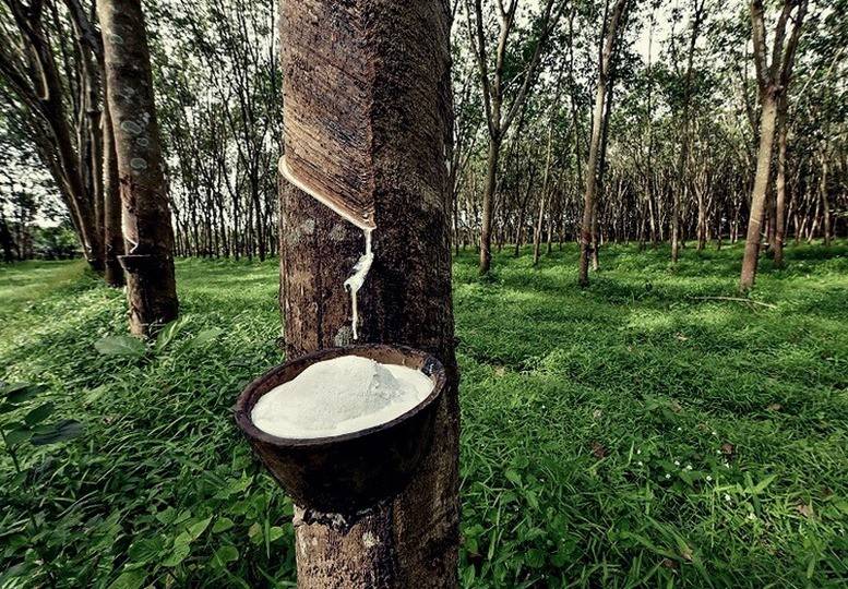 Giá cao su hôm nay 12/4, thị trường cao su thế giới trong tuần qua ghi nhận diễn biến giằng co nhưng kết thúc bằng xu hướng giảm trên cả ba sàn lớn là Tocom, SHFE và SGX (Ảnh minh họa).