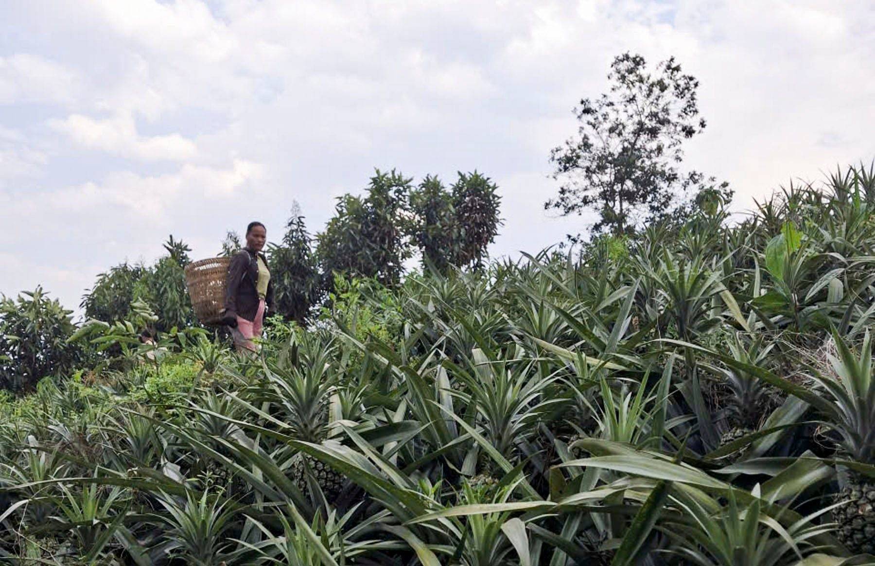 Lào Cai: Thắng lợi từ vụ dứa ở Bát Xát mở lối phát triển nông nghiệp hàng hóa bền vững