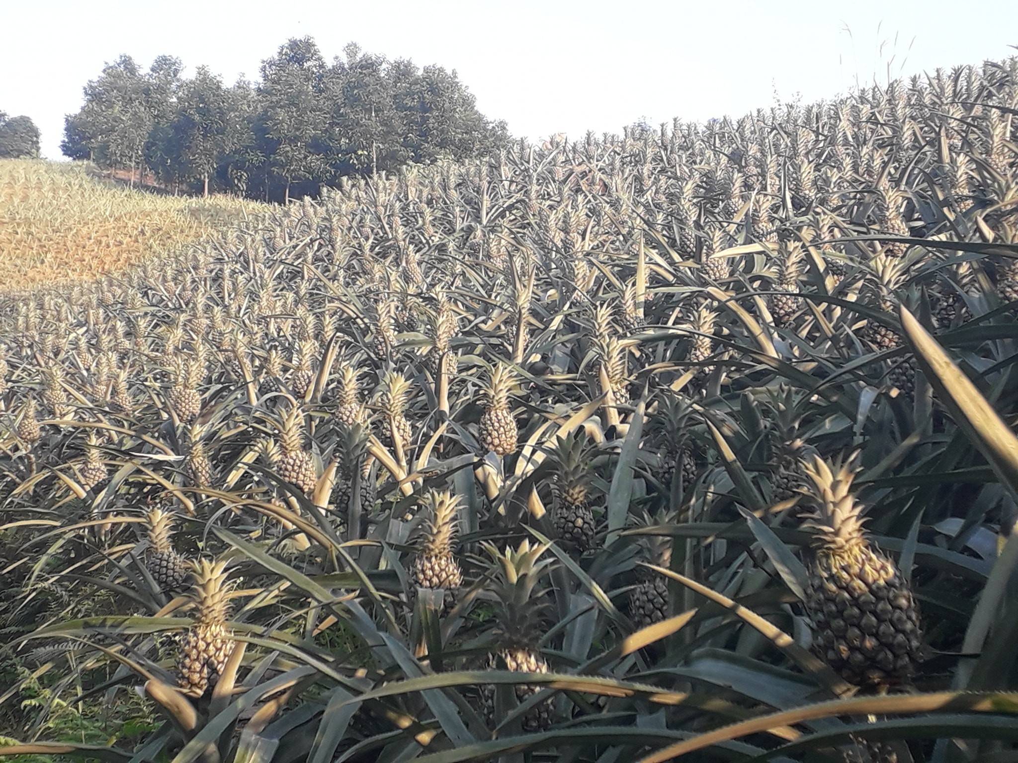 Lào Cai: Thắng lợi từ vụ dứa ở Bát Xát mở lối phát triển nông nghiệp hàng hóa bền vững