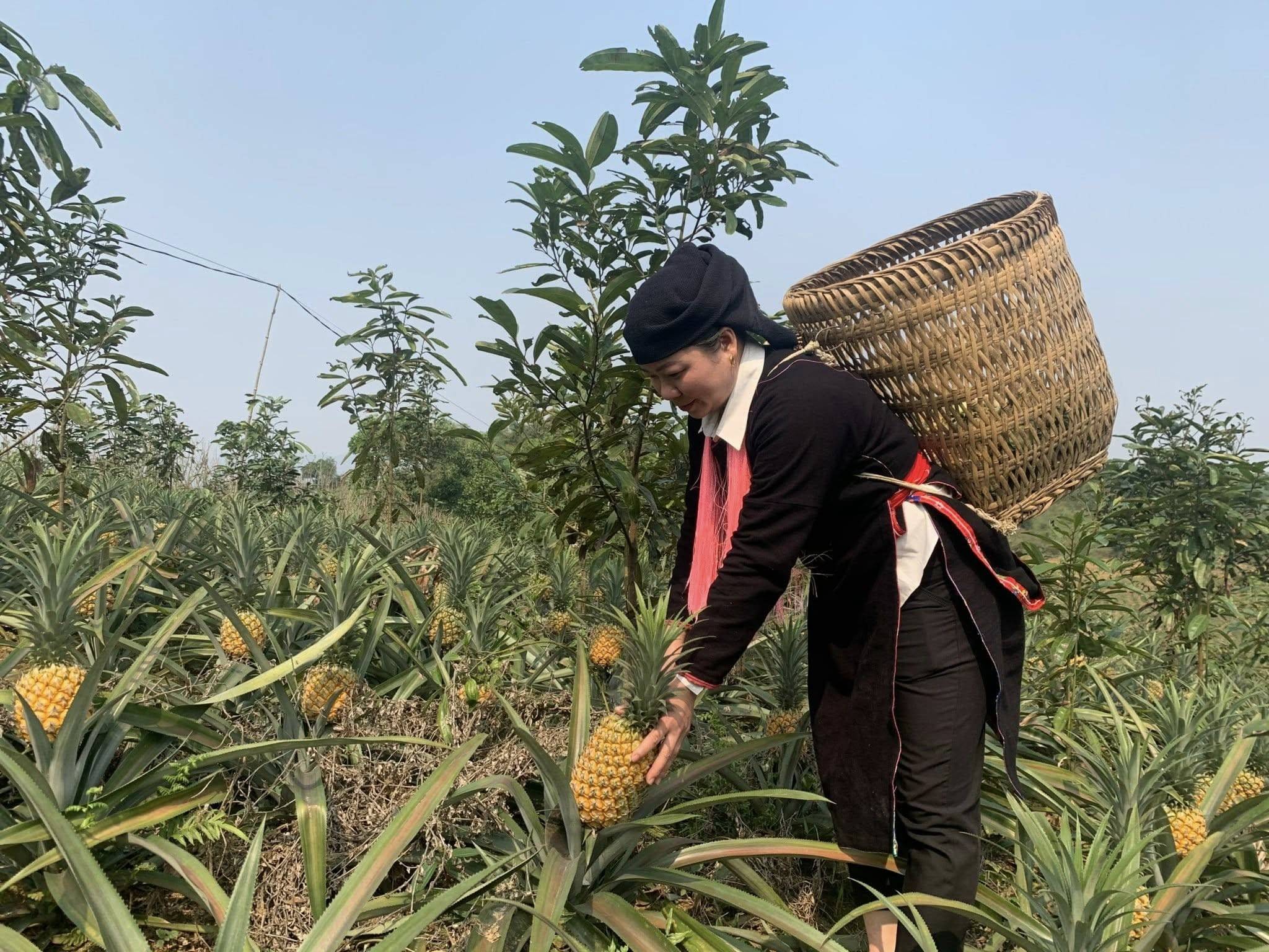 Lào Cai: Thắng lợi từ vụ dứa ở Bát Xát mở lối phát triển nông nghiệp hàng hóa bền vững