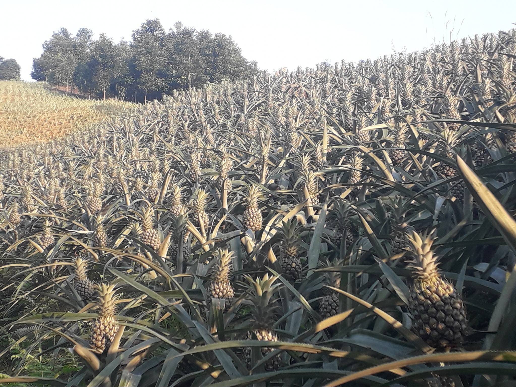 Lào Cai: Thắng lợi từ vụ dứa ở Bát Xát mở lối phát triển nông nghiệp hàng hóa bền vững