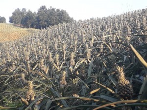 Lào Cai: Thắng lợi từ vụ dứa ở Bát Xát mở lối phát triển nông nghiệp hàng hóa bền vững