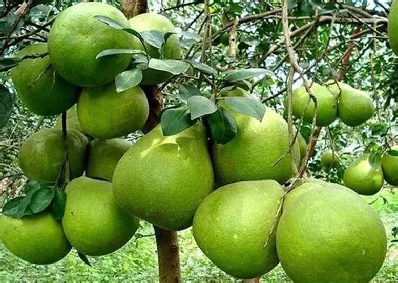 Trái bưởi Việt vào thị trường Úc