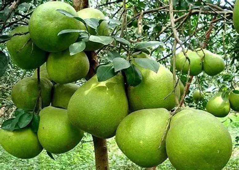 Để được phép vào Úc, trái bưởi Việt Nam đã trải qua quá trình đánh giá nguy cơ dịch hại kéo dài gần hai năm