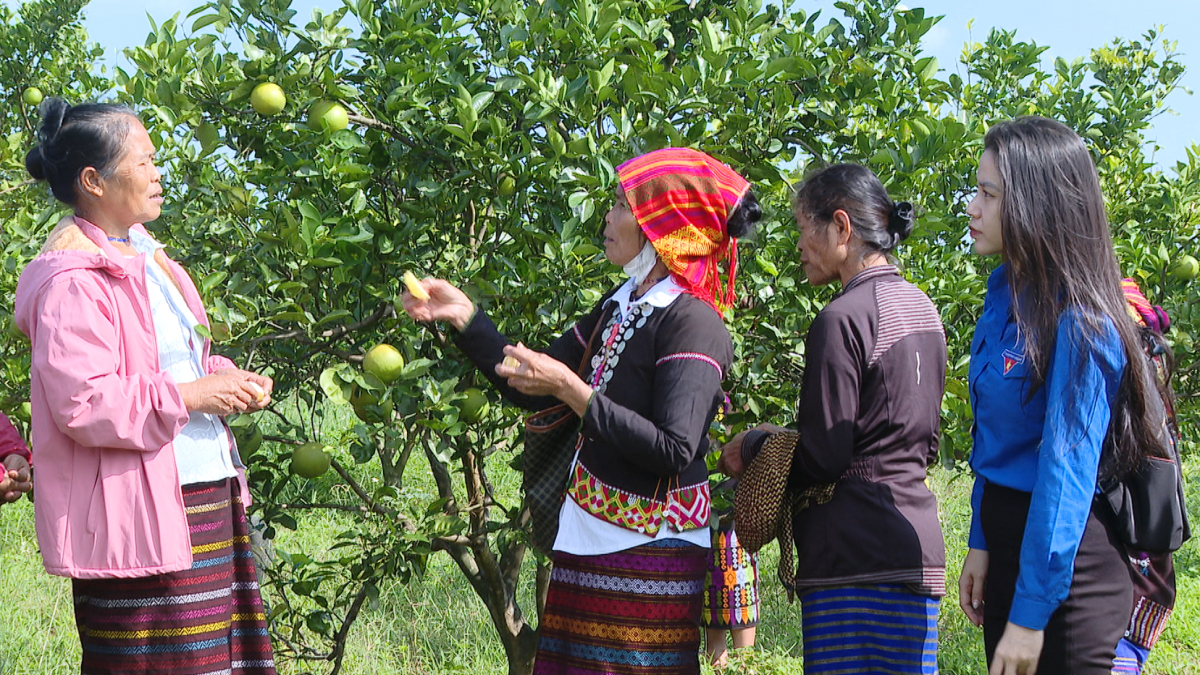 Hợp tác xã miền núi Quảng Trị chủ động chuyển đổi số, gia tăng giá trị nông sản