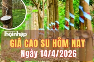 Giá cao su hôm nay 14/4/2026: Giá cao su thế giới trái chiều, cạnh tranh khu vực nóng lên