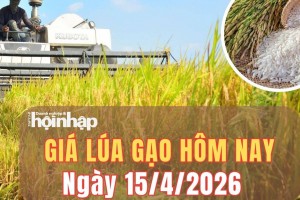 Giá lúa gạo hôm nay 15/4/2026: Giá gạo thơm xuất khẩu của Việt Nam bật tăng mạnh