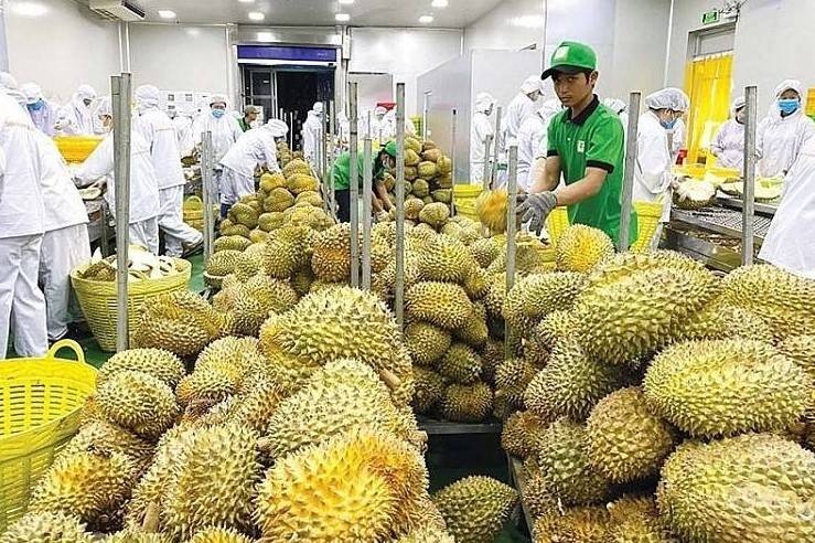 Xuất khẩu sầu riêng tăng dựng đứng, giá trong nước quay đầu giảm khi vào vụ