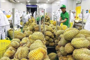 Xuất khẩu sầu riêng tăng dựng đứng, giá trong nước quay đầu giảm khi vào vụ