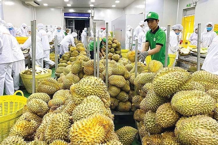 Xuất khẩu sầu riêng tăng dựng đứng, giá trong nước quay đầu giảm khi vào vụ