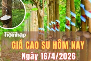 Giá cao su hôm nay 16/4/2026: Giá cao su trên sàn SHFE đồng loạt tăng