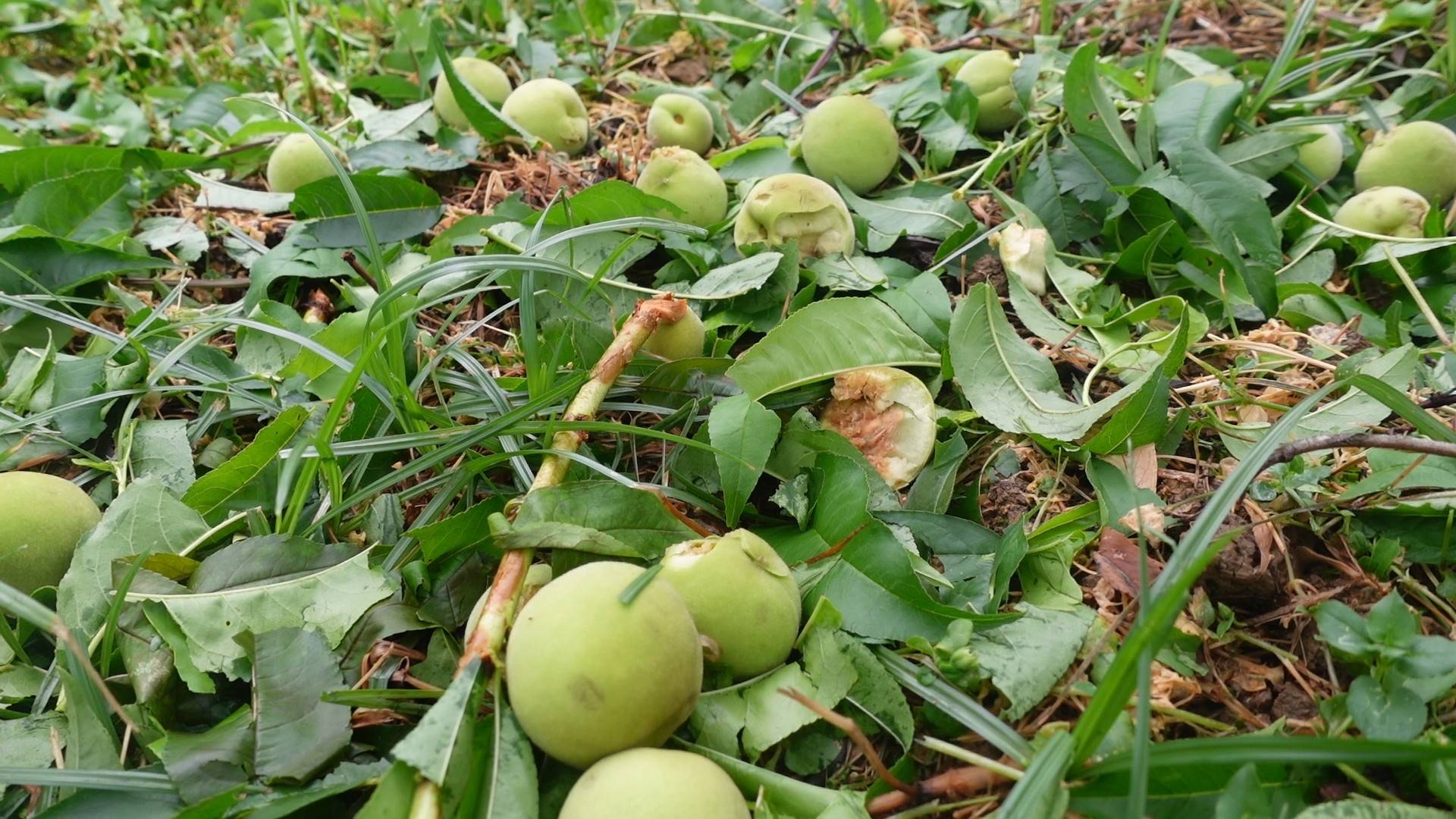 mận Tam Hoa – sản phẩm đặc trưng gắn với thương hiệu địa phương – bị rụng quả gần như hoàn toàn do mưa đá