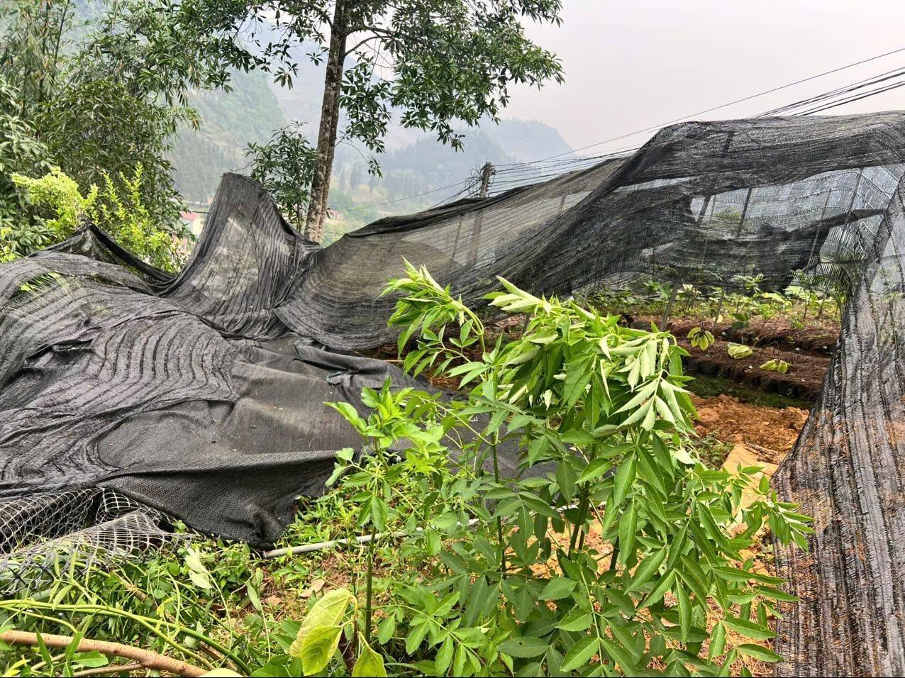 Lào Cai: Mưa đá Bắc Hà gây thiệt hại hơn 30 tỷ