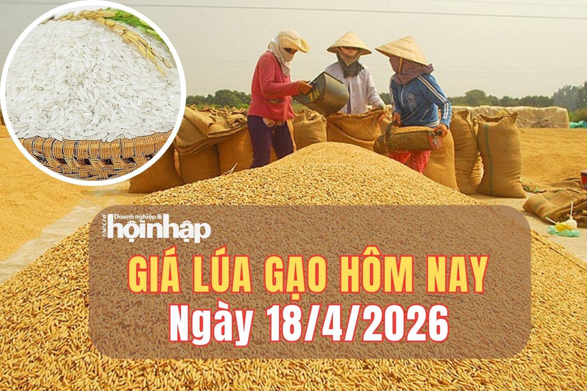 Giá lúa gạo hôm nay 18/4/2026: Giá gạo thơm bật tăng mạnh do nguồn cung thu hẹp