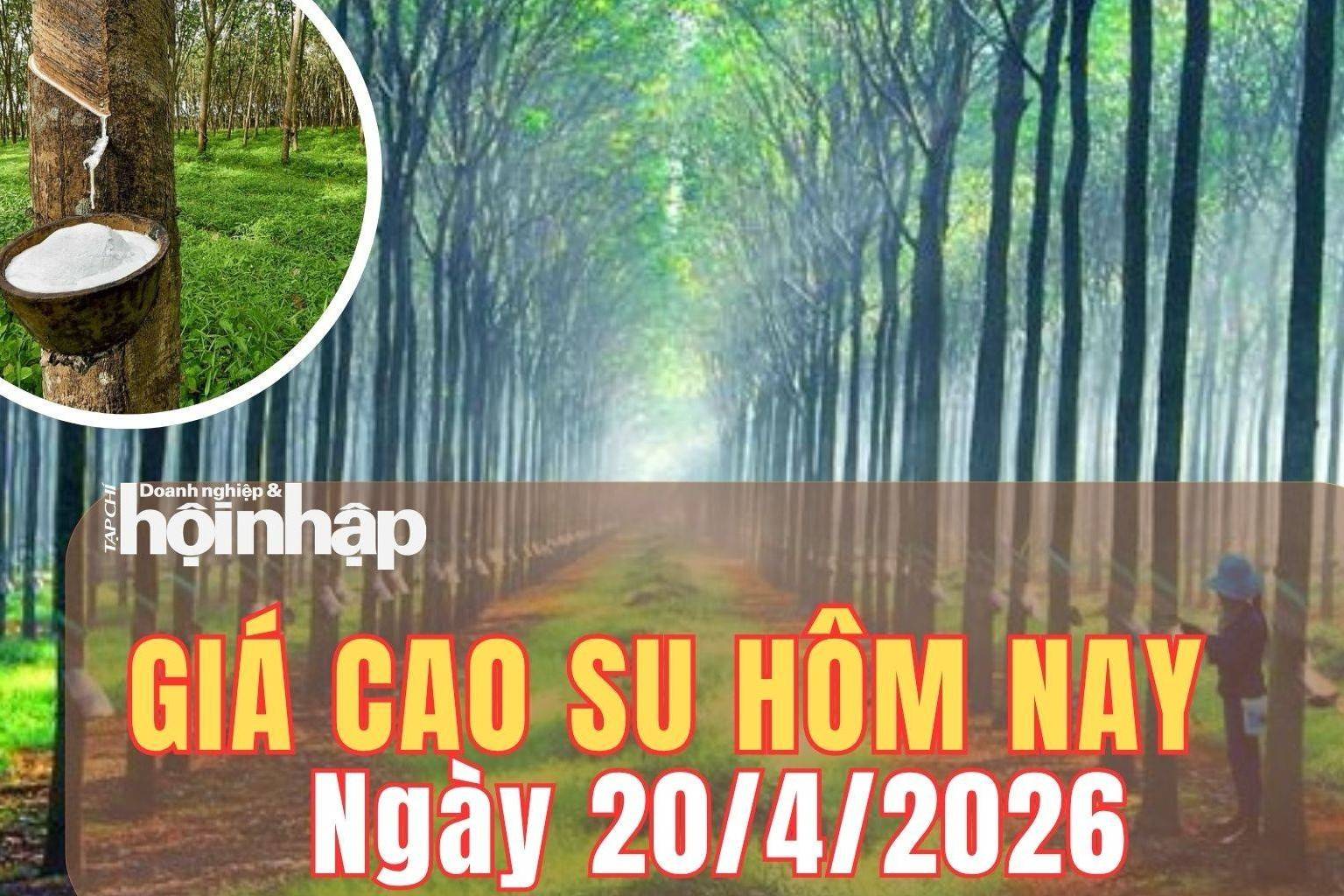 Giá cao su hôm nay 20/4/2026: Giá cao su trong nước tiếp tục ổn định