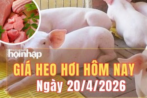 Giá heo hơi hôm nay 20/4/2026: Giá heo hơi miền Trung tăng nhẹ